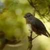 Lejscik dlouhonohy jizni - Petroica australis - South Island Robin - toutouwai 6339